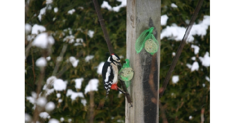 crédit photos Michel MOUGEOT oiseaux vus  à Gerbépal….